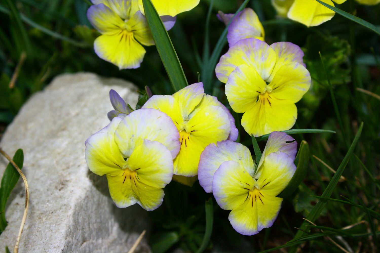 Viola calcarata s.l.